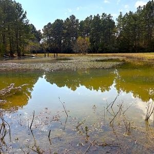 35.48 Acres, 2 Bedroom 2 Bathroom Mobile Home, 2 ponds, Hunting &amp; Recreation Paradise