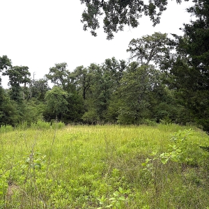 19.44 Acres, 100% Wooded, Lots of Deer &amp; Hogs -test