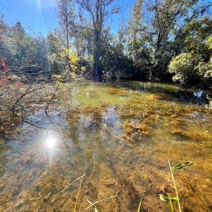 Sportsman&rsquo;s Paradise: 280.67 Acres of Prime Hunting &amp; Recreation Land